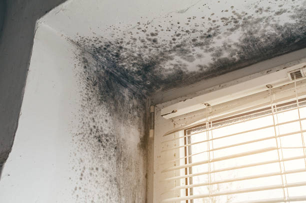 Affordable Mold Cleanup solutions in Petersburg, VA